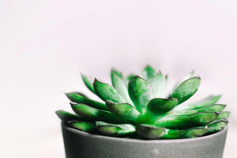 Plantes vertes et succulentes — décoration intérieure
