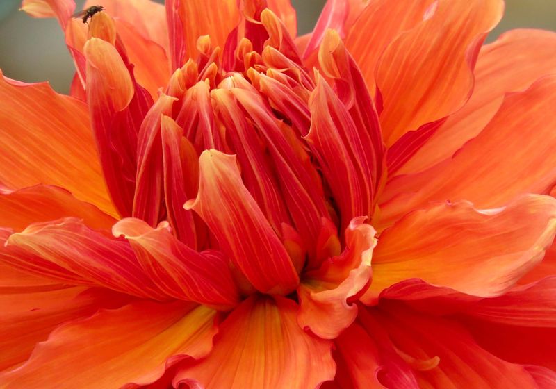 Composition automnale — fleurs orangées, dahlias et feuilles mordorées