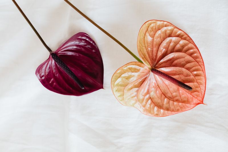 Orchidées exotiques — plantes fleuries